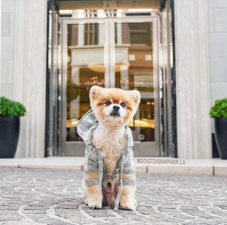 CASTELLANO TURNS THE DOGSWEAR INTO A LUXURY MATTER